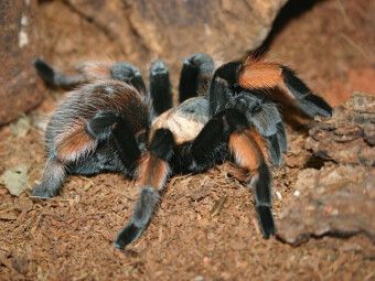 Produktbild: CALVENDO Puzzle Mexikanische Rotknie-Vogelspinne | 1000 Teile Lege-Gr&ouml;&szlig;e 64x48cm Foto-Puzzle f&uuml;r gl&uuml;ckliche Stunden