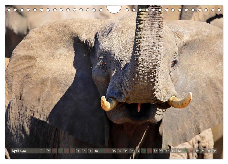 Produktbild: Elefanten in Afrika (Wandkalender 2026 DIN A4 quer), CALVENDO Monatskalender