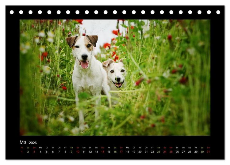 Produktbild: Die Parsons (Tischkalender 2026 DIN A5 quer), CALVENDO Monatskalender
