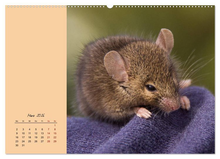 Produktbild: Mausige Zeiten! Putzige Gesellen mit Knopfaugen (hochwertiger Premium Wandkalender 2026 DIN A2 quer), Kunstdruck in Hochglanz