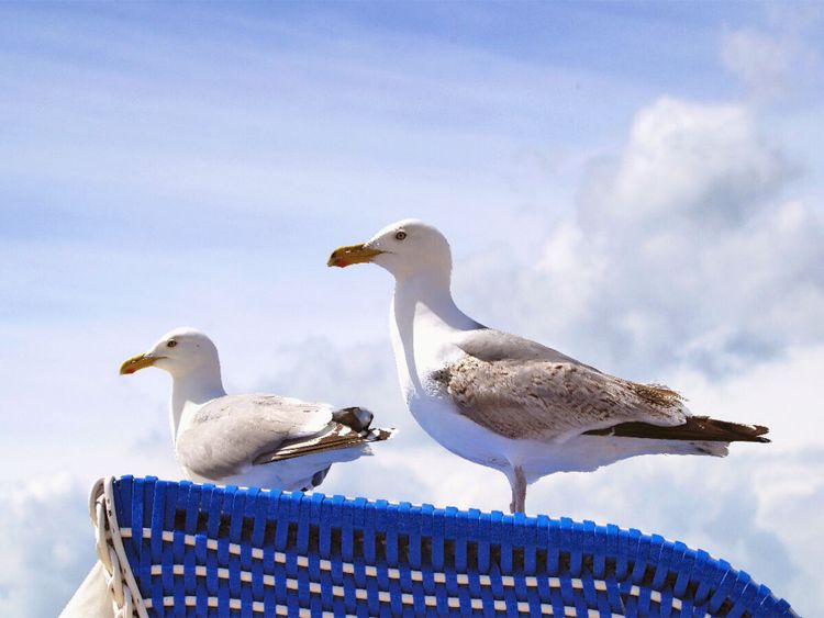 Produktbild: CALVENDO Puzzle M&ouml;wen auf einem Strandkorb an der Ostsee | 1000 Teile Lege-Gr&ouml;&szlig;e 64x48cm Foto-Puzzle f&uuml;r gl&uuml;ckliche Stunden