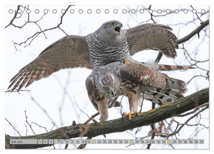 Produktbild: Habicht - aus dem Leben eines imposanten Greifvogels (Tischkalender 2026 DIN A5 quer), CALVENDO Monatskalender