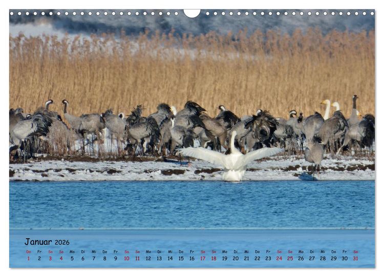 Produktbild: Faszination Zugv&ouml;gel - Rekorde in der Vogelwelt (Wandkalender 2026 DIN A3 quer), CALVENDO Monatskalender