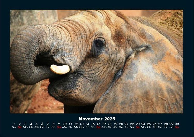 Produktbild: Der Elefantenkalender 2025 Fotokalender DIN A4