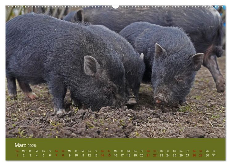 Produktbild: Faszination Minischweine (hochwertiger Premium Wandkalender 2026 DIN A2 quer), Kunstdruck in Hochglanz