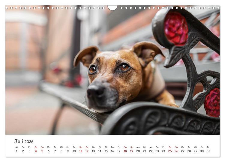 Produktbild: Berlin City Dogs - Berliner Hunde (Wandkalender 2026 DIN A3 quer), CALVENDO Monatskalender