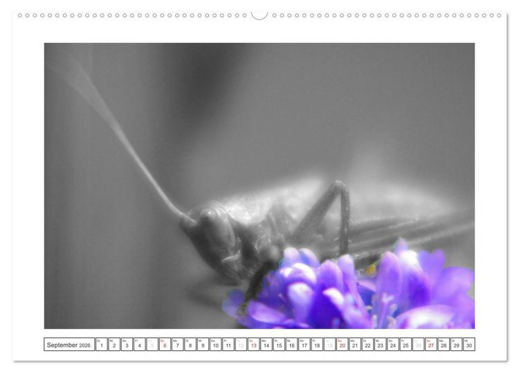 Produktbild: Natur schwarz - wei&szlig; Malerei (Wandkalender 2026 DIN A2 quer), CALVENDO Monatskalender