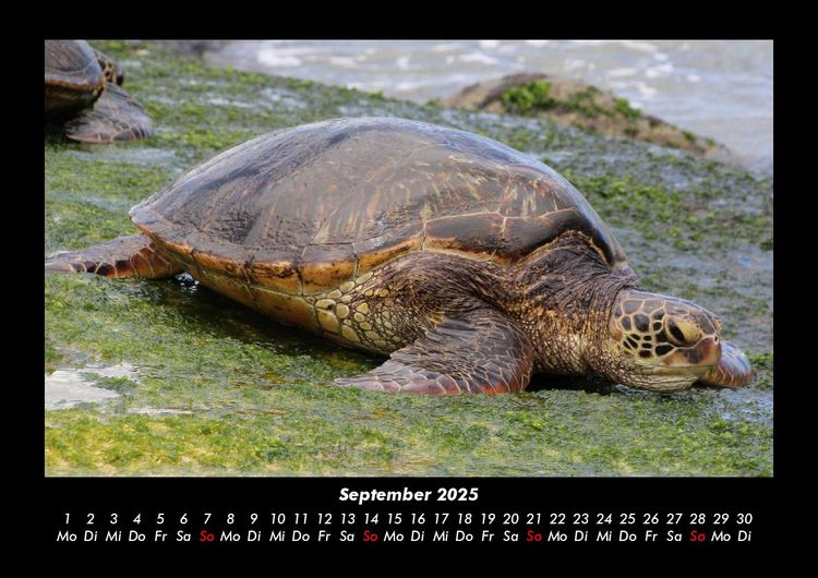 Produktbild: Schildkr&ouml;tenzauber 2025 Fotokalender DIN A3