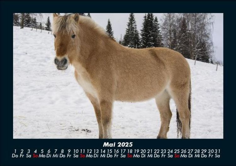Produktbild: Pferde Kalender 2025 Fotokalender DIN A5