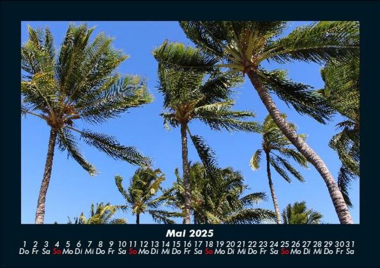 Produktbild: Palmentraum 2025 Fotokalender DIN A5