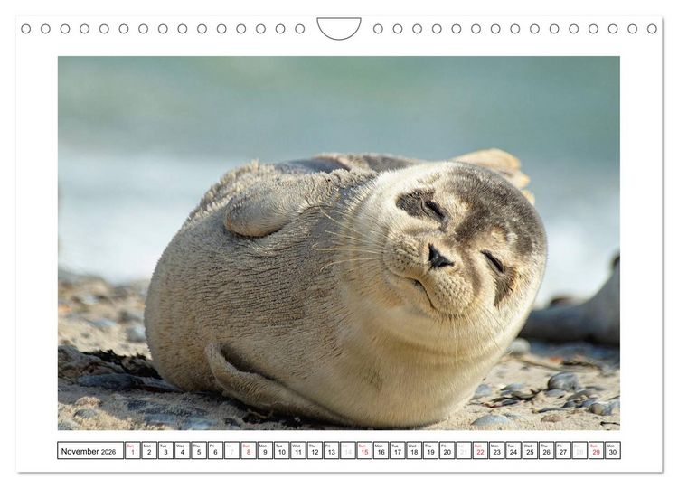 Produktbild: Seals on the Beach (Wall Calendar 2026 DIN A4 landscape), CALVENDO 12 Month Wall Calendar
