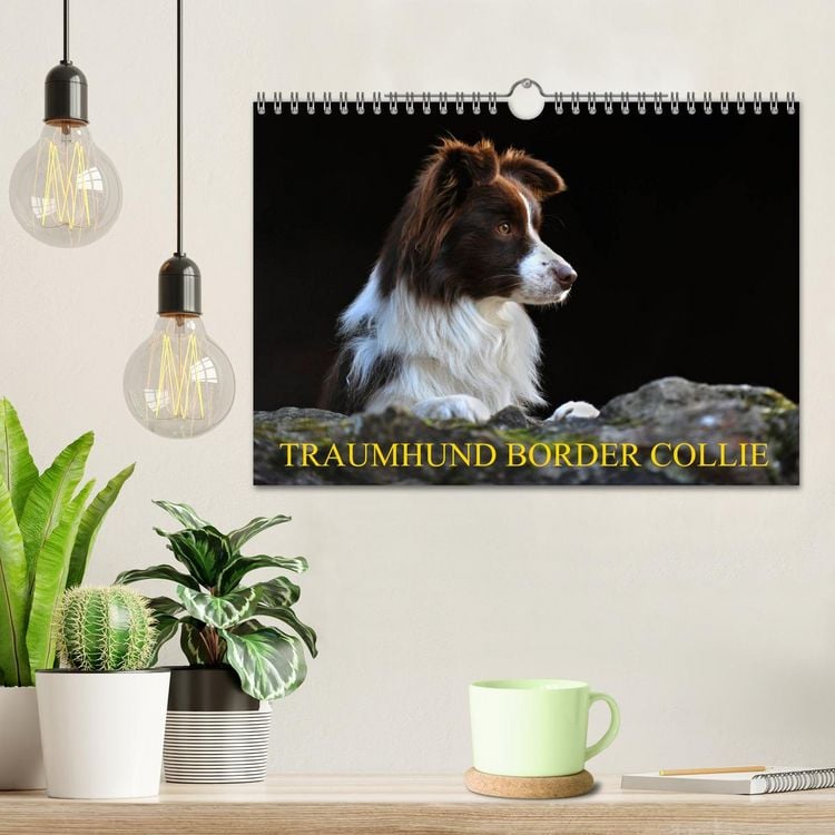 Produktbild: Traumhund Border Collie (Wandkalender 2026 DIN A4 quer), CALVENDO Monatskalender