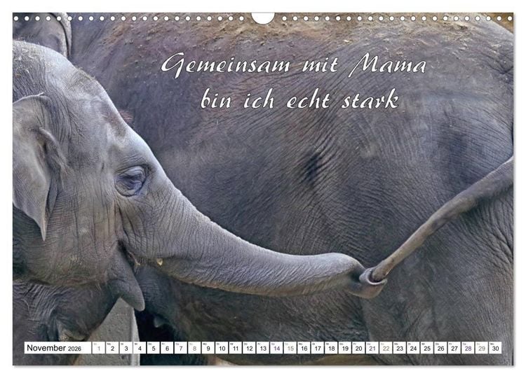 Produktbild: Tierbabies - Spruchkalender (Wandkalender 2026 DIN A3 quer), CALVENDO Monatskalender