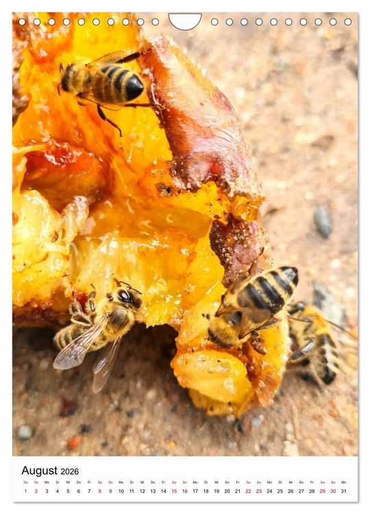 Produktbild: Imkers flei&szlig;igste Bienen - So arbeiten meine Immen &ndash; Originalaufnahmen aus erster Hand (Wandkalender 2026 DIN A4 hoch), CALVENDO Monatskalender