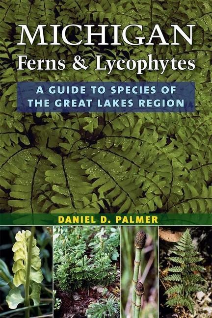 Produktbild: Palmer, D: Michigan Ferns and Lycophytes