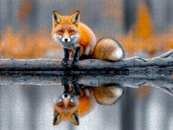 Produktbild: CALVENDO Puzzle Ein neugieriger Fuchs auf einem treibenden Baumstamm, umgeben von stillem Wasser | 2000 Teile Lege-Gr&ouml;&szlig;e 90x67cm Foto-Puzzle f&uuml;r gl&uuml;ck