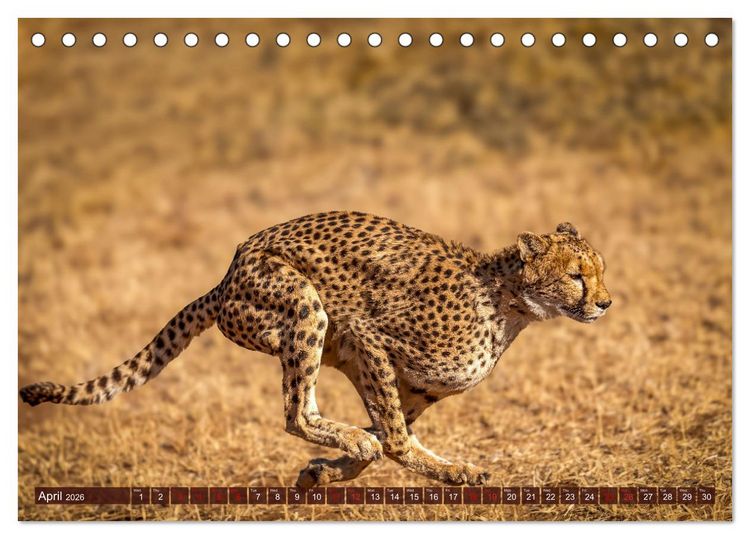 Produktbild: Amazing Cheetahs (Desk Calendar 2026 DIN A5 landscape), CALVENDO 12 Month DeskCalendar