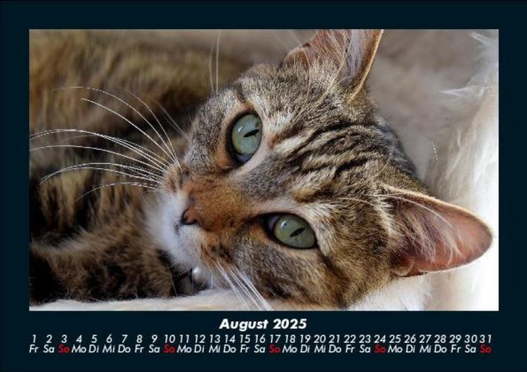 Produktbild: F&uuml;r Katzenfreunde 2025 Fotokalender DIN A5