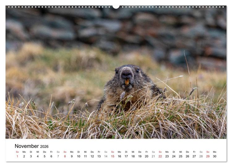 Produktbild: Gr&uuml;&szlig;e aus K&auml;rnten (hochwertiger Premium Wandkalender 2026 DIN A2 quer), Kunstdruck in Hochglanz