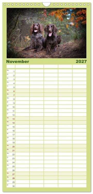 Produktbild: Familienplaner 2027 - Jagdhund im Portrait - Deutsch Langhaar mit 5 Spalten (Wandkalender, 21 x 45 cm) CALVENDO
