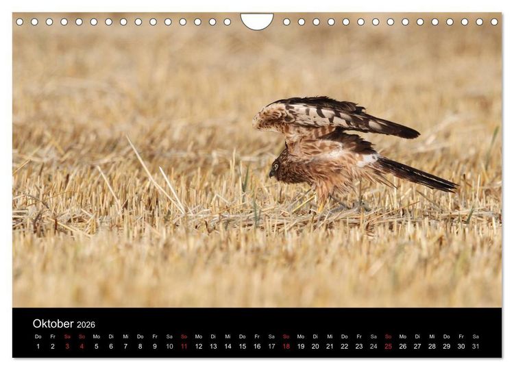 Produktbild: Wiesenweihen in Deutschland (Wandkalender 2026 DIN A4 quer), CALVENDO Monatskalender