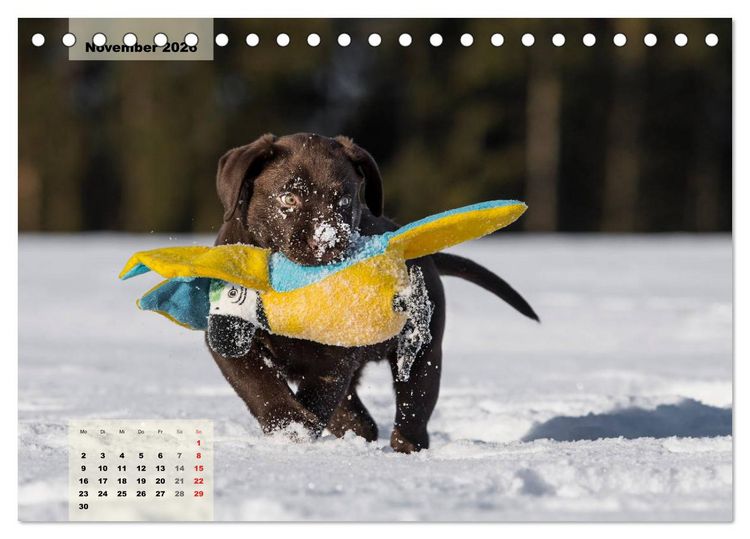 Produktbild: Welpenspa&szlig; (Tischkalender 2026 DIN A5 quer), CALVENDO Monatskalender