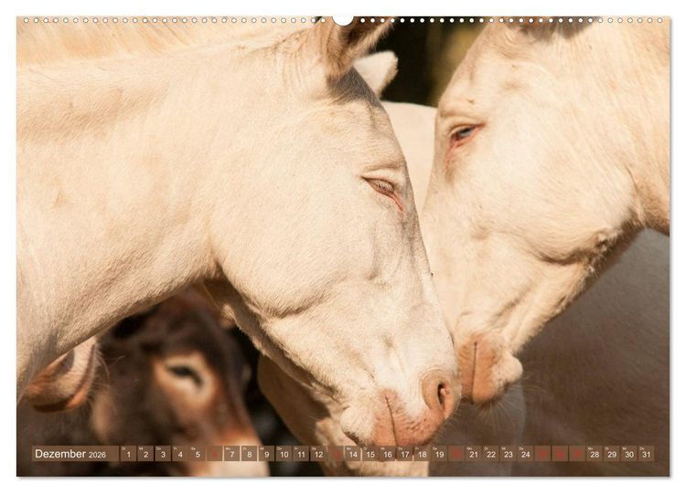 Produktbild: Lichtbringer - &Ouml;sterreichisch-Ungarische Barockesel (hochwertiger Premium Wandkalender 2026 DIN A2 quer), Kunstdruck in Hochglanz