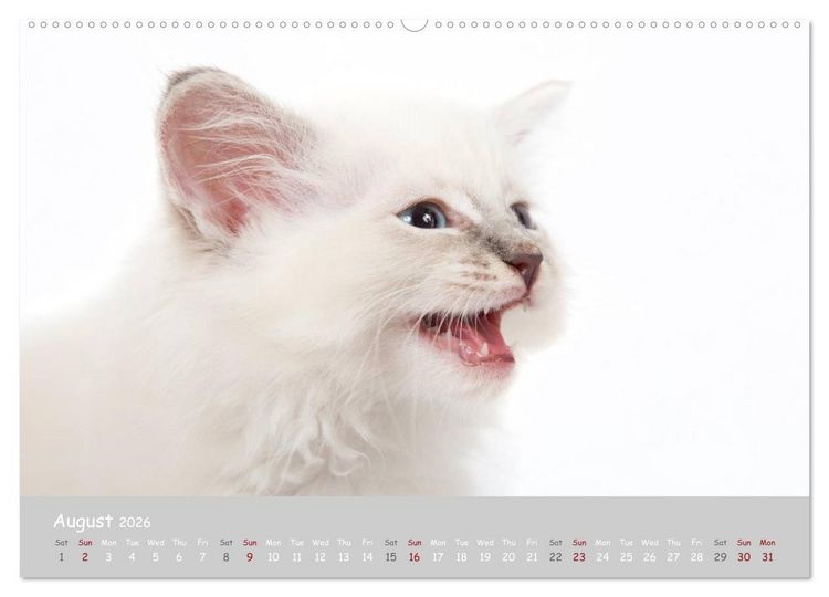 Produktbild: Amazing Ragdoll Kittens (High Quality Premium Wall Calendar 2026 DIN A2 landscape),CALVENDO 12 Month Wall Calendar