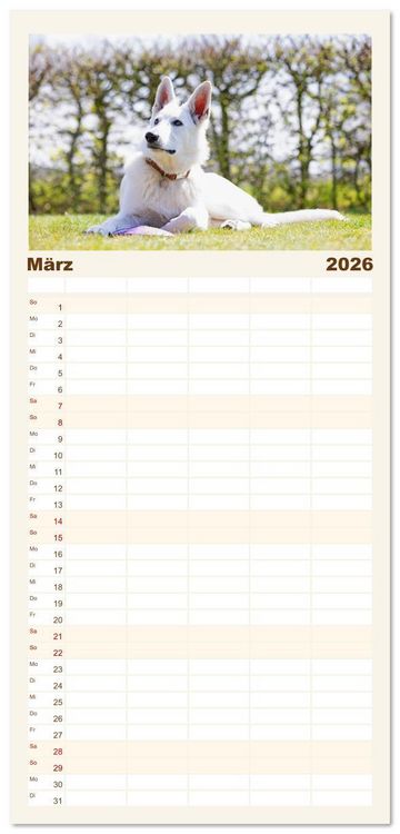 Produktbild: Familienplaner 2026 - Berger Blanc Suisse - Weggef&auml;hrten auf 4 Pfoten mit 5 Spalten (Wandkalender, 21 x 45 cm) CALVENDO