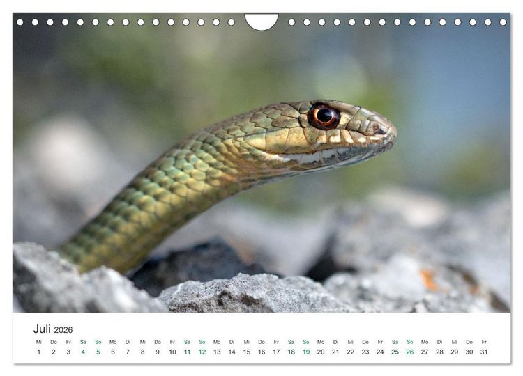 Produktbild: Schlangen - Portraits europ&auml;ischer Arten (Wandkalender 2026 DIN A4 quer), CALVENDO Monatskalender