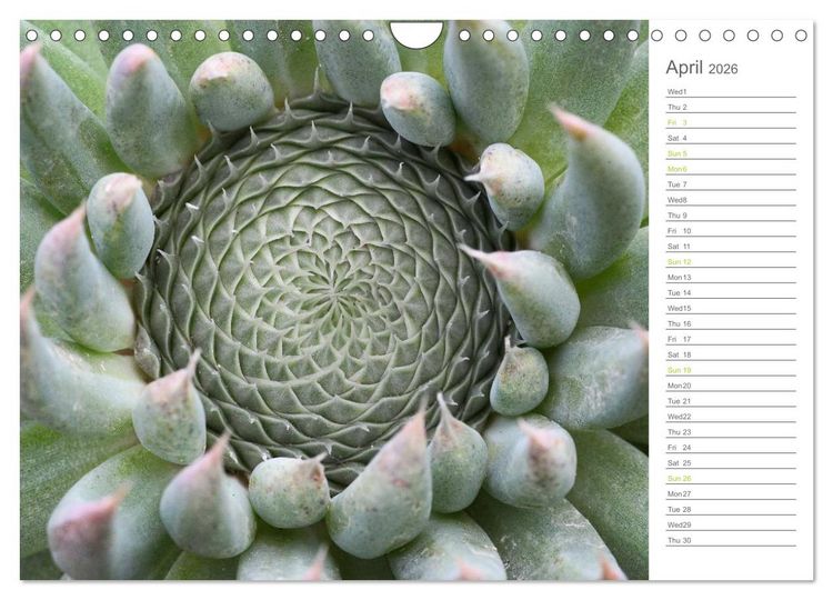 Produktbild: Sempervivum Fascinating Succulents (Wall Calendar 2026 DIN A4 landscape), CALVENDO 12 Month Wall Calendar