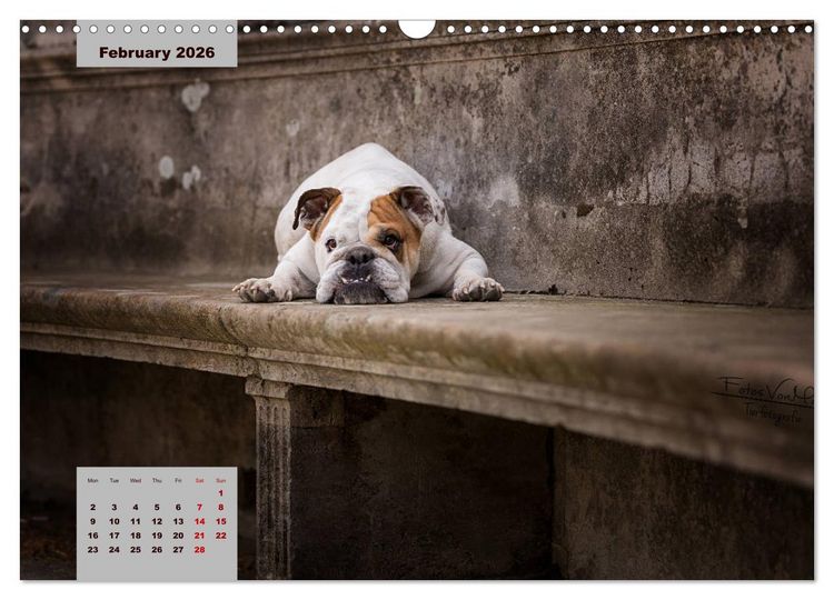 Produktbild: English Bulldog (Wall Calendar 2026 DIN A3 landscape), CALVENDO 12 Month Wall Calendar