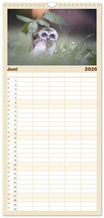 Produktbild: Familienplaner 2026 - Eulen - sch&ouml;n und geheimnisvoll mit 5 Spalten (Wandkalender, 21 x 45 cm) CALVENDO