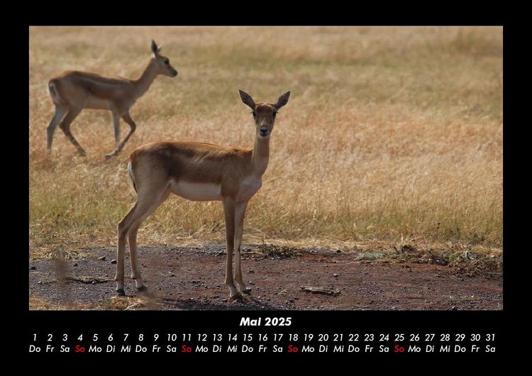 Produktbild: Waldbewohner 2025 Fotokalender DIN A3