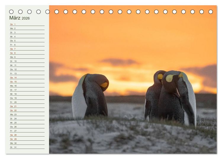 Produktbild: Unter Pinguinen (Tischkalender 2026 DIN A5 quer), CALVENDO Monatskalender