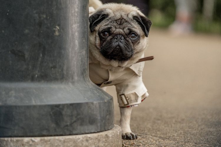 Produktbild: Ein Mops zum Verlieben