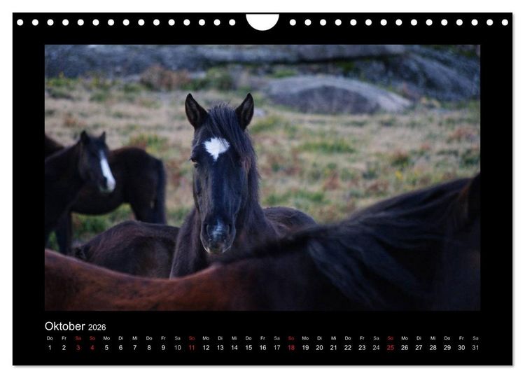 Produktbild: Garranos - Bedrohte Wildpferde Europas (Wandkalender 2026 DIN A4 quer), CALVENDO Monatskalender