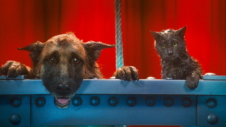 Produktbild: Cats & Dogs - Die Rache der Kitty Kahlohr (inkl. Digital Copy)