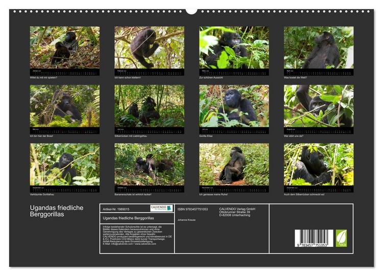 Produktbild: Ugandas friedliche Berggorillas (hochwertiger Premium Wandkalender 2026 DIN A2 quer), Kunstdruck in Hochglanz