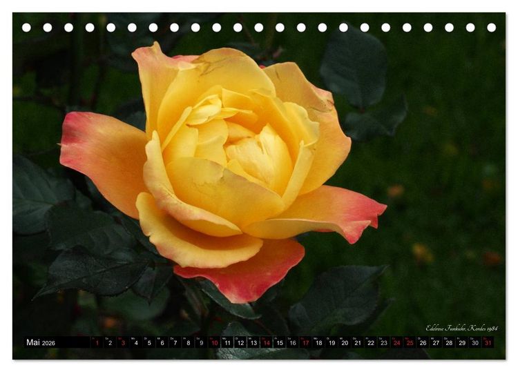 Produktbild: Edle Rosen (Tischkalender 2026 DIN A5 quer), CALVENDO Monatskalender