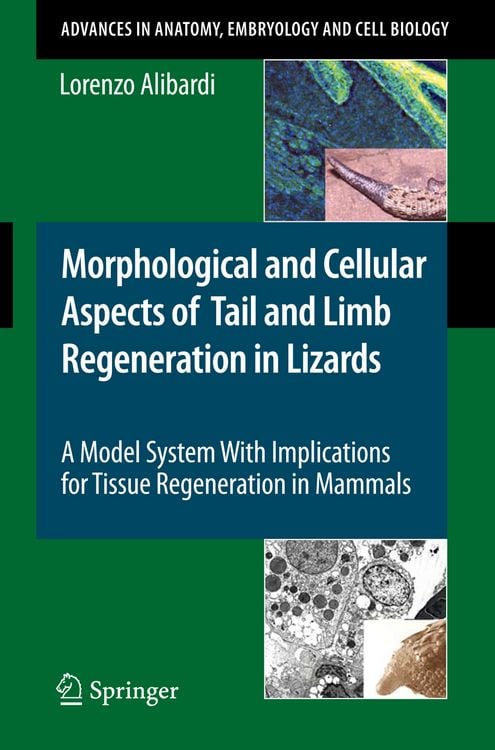 Produktbild: Morphological and Cellular Aspects of Tail and Limb Regeneration in Lizards