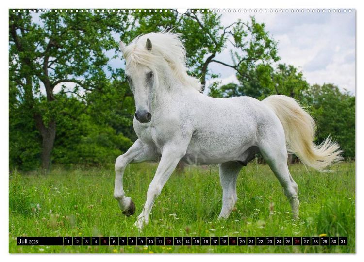Produktbild: Traumpferd Lipizzaner (hochwertiger Premium Wandkalender 2026 DIN A2 quer), Kunstdruck in Hochglanz