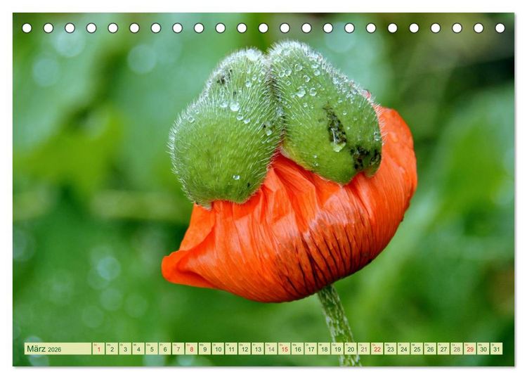 Produktbild: MOHNBL&Uuml;TEN (Tischkalender 2026 DIN A5 quer), CALVENDO Monatskalender