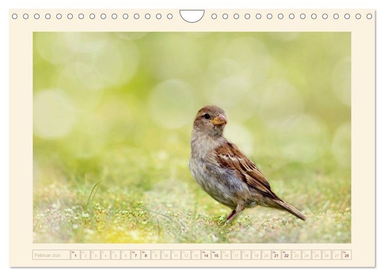 Produktbild: Freche Spatzen (Wandkalender 2026 DIN A4 quer), CALVENDO Monatskalender