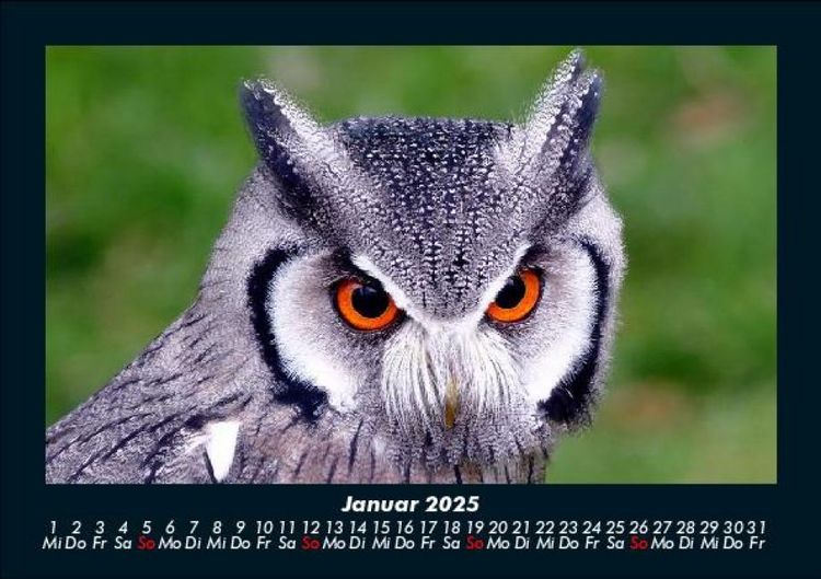 Produktbild: Vogelparadies 2025 Fotokalender DIN A5