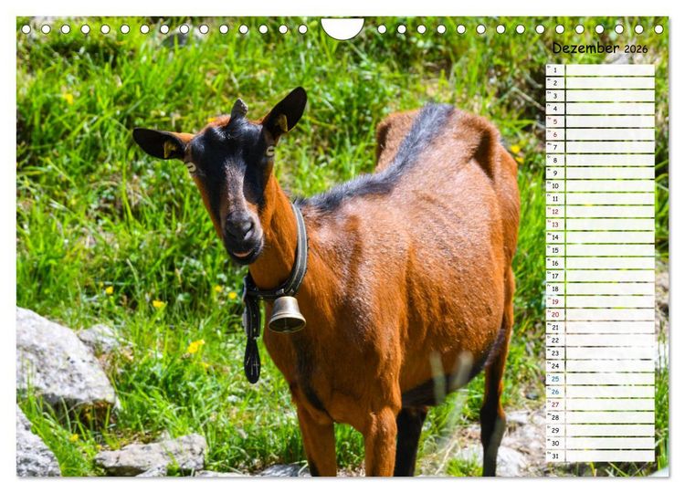 Produktbild: Ziegenfreude (Wandkalender 2026 DIN A4 quer), CALVENDO Monatskalender