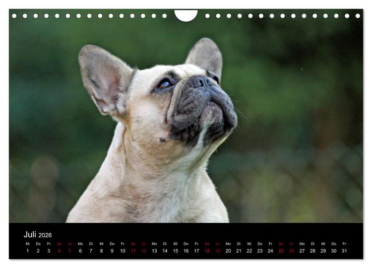 Produktbild: Franz&ouml;sische Bulldoggen - Schutzengel auf 4 Pfoten (Wandkalender 2026 DIN A4 quer), CALVENDO Monatskalender