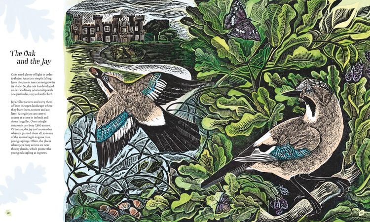 Produktbild: Wilding: How to Bring Wildlife Back - an Illustrated Guide