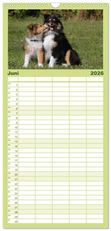 Produktbild: Familienplaner 2026 - Shelties 2026 mit 5 Spalten (Wandkalender, 21 x 45 cm) CALVENDO