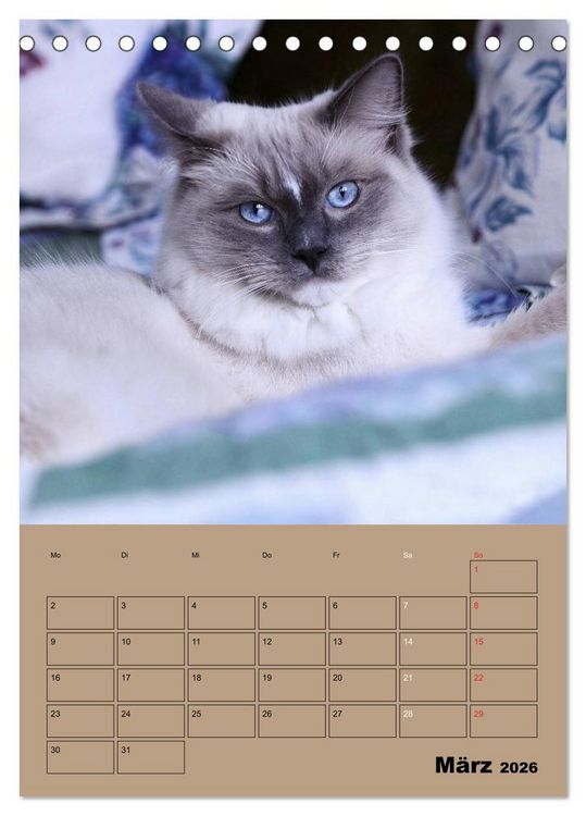 Produktbild: Ragdolls zum Verlieben (Tischkalender 2026 DIN A5 hoch), CALVENDO Monatskalender